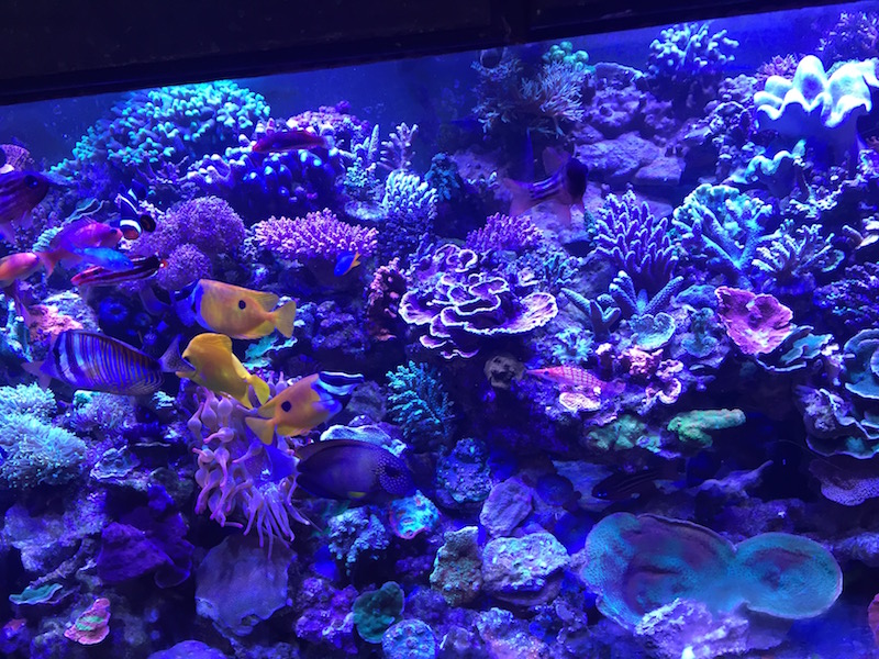 It’s Always Something When You Have a Reef Tank | Reef Builders | The ...