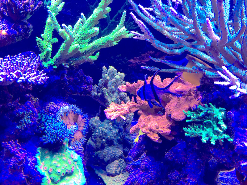 A Dad’s Role in the Hobby | Reef Builders | The Reef and Saltwater ...