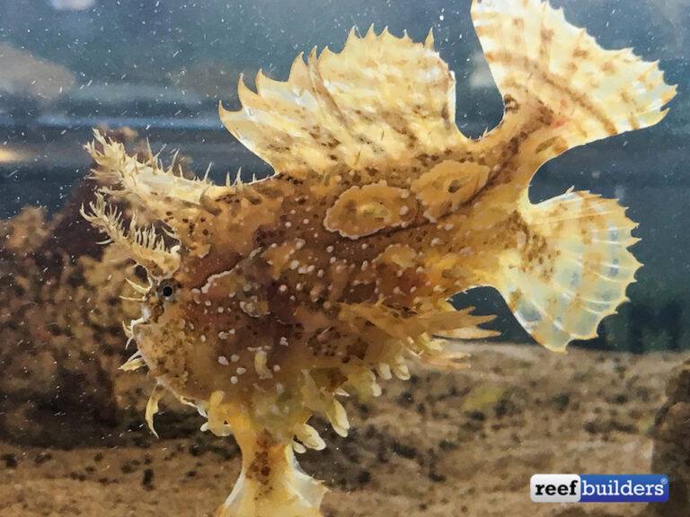 Awesome Fish Spotlight: Sargassum Frogfish | Reef Builders | The Reef ...