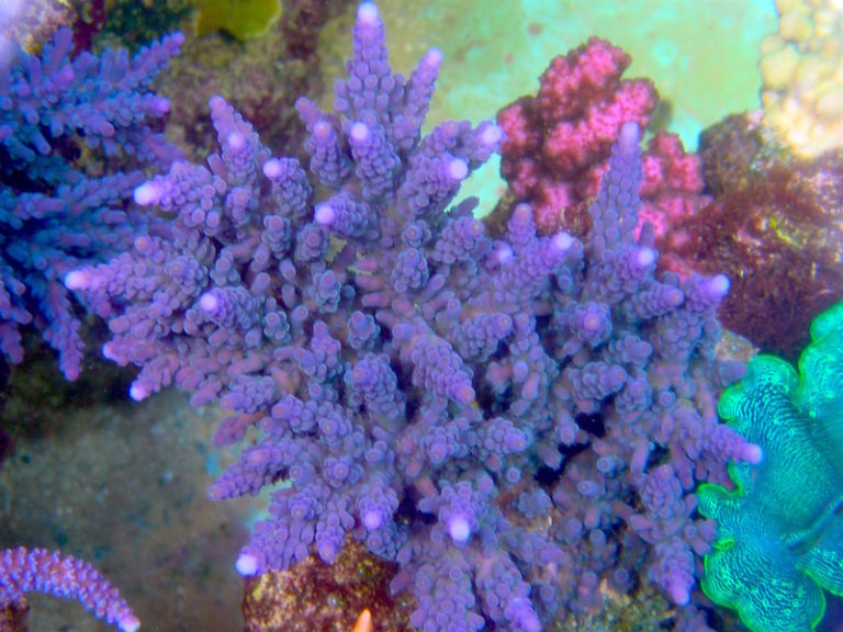 Some Of My Favorite SPS Corals | Reef Builders | The Reef and Saltwater ...