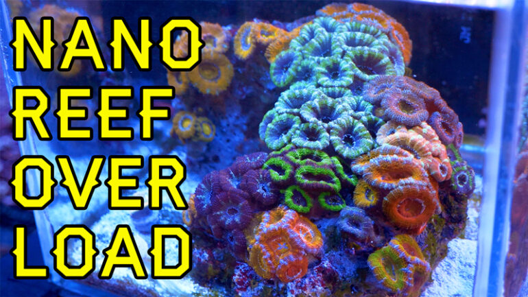 Overload On The Nano Pico Reefs Of Elite Reef Reef Builders The Reef And Saltwater Aquarium Blog