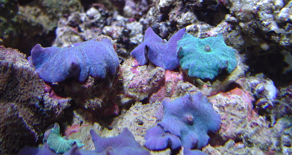 Saltwater Mushroom Corals