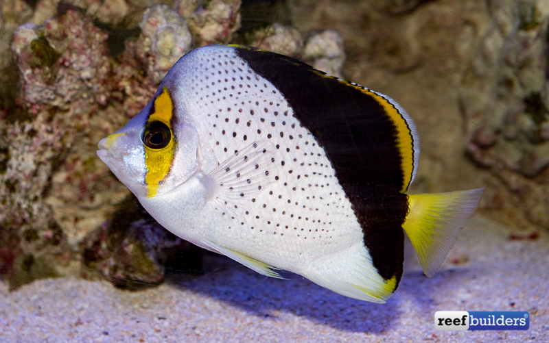 Three of Our Favorite Fish and Why We Got Them from TSM Aquatics, Reef  Builders