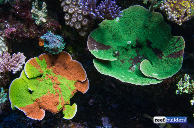 Some Of Jason Fox’s Personal Favorite Corals | Reef Builders | The Reef ...