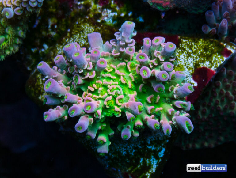 Molester Voorkeur knelpunt Some Of Jason Fox's Personal Favorite Corals | Reef Builders | The Reef and  Saltwater Aquarium Blog