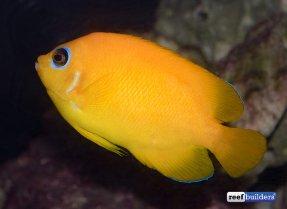 This Lemonpeel Angelfish Is Old Enough To Buy A Beer! | Reef Builders ...