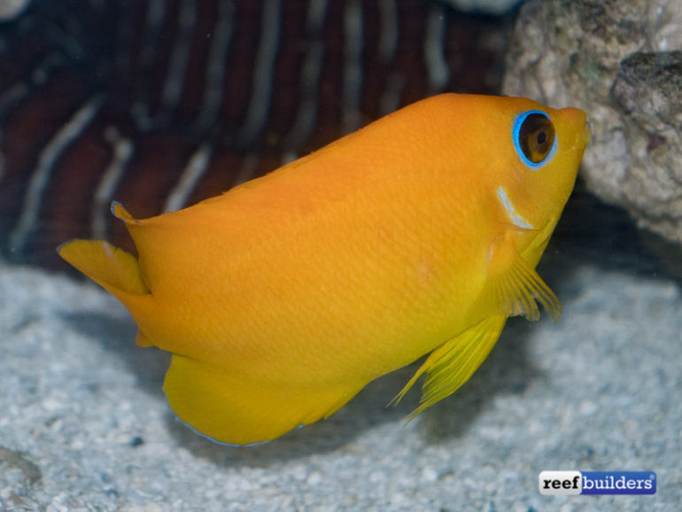 This Lemonpeel Angelfish Is Old Enough To Buy A Beer! | Reef Builders ...