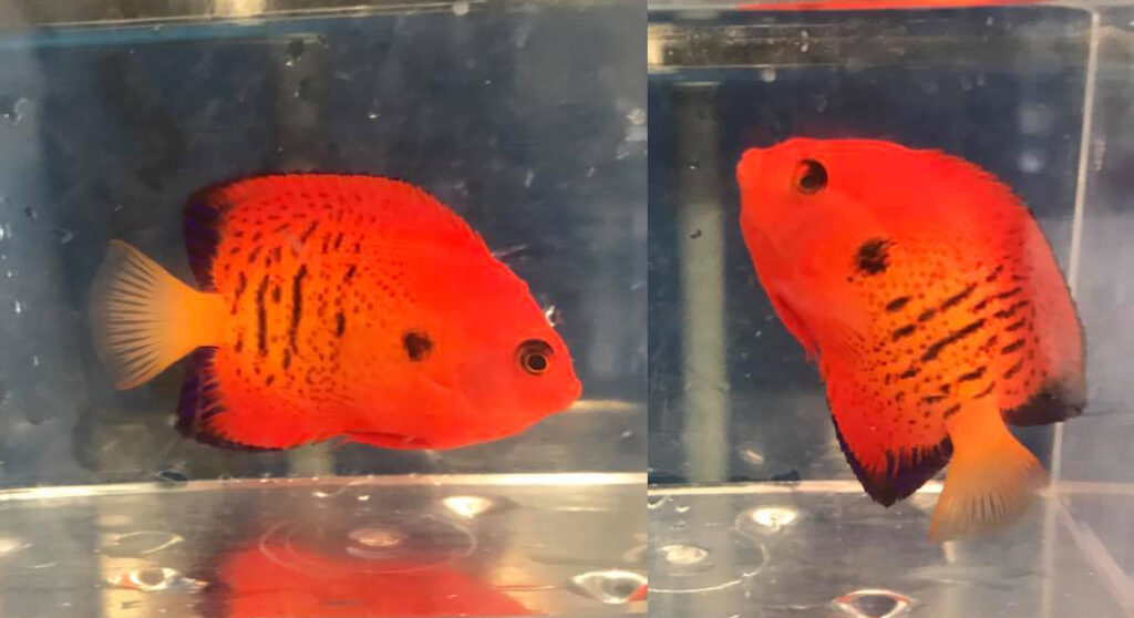 You’ve Never Seen A Speckled Flame Angelfish Like This Before! | Reef ...