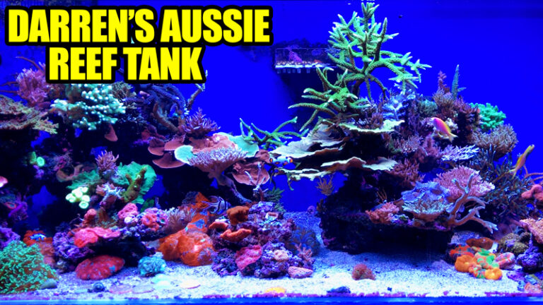 Take A Look At The Reef Tank Of An Australian Professional | Reef ...