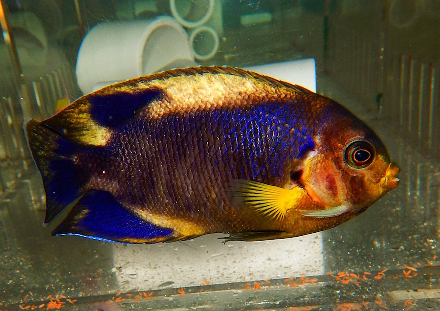 Sea Dwelling’s Yellowfin Angelfish Looks Like He’s Been In A Few Brawls ...