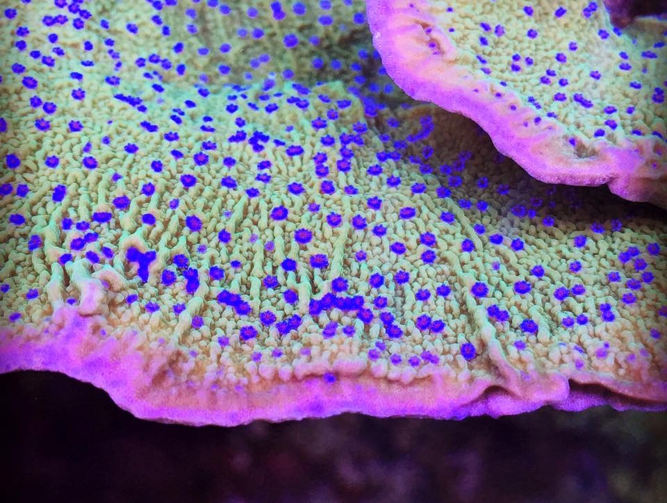 How To Do Coral Frags Right, Reef Builders