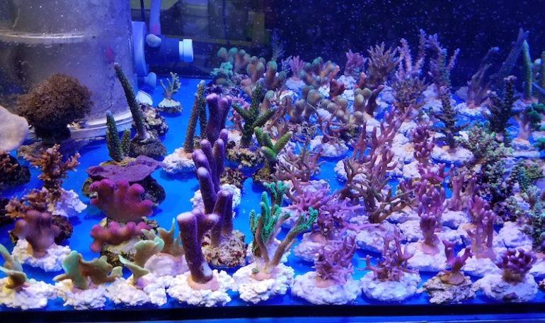 How To Do Coral Frags Right | Reef Builders | The Reef and Saltwater ...