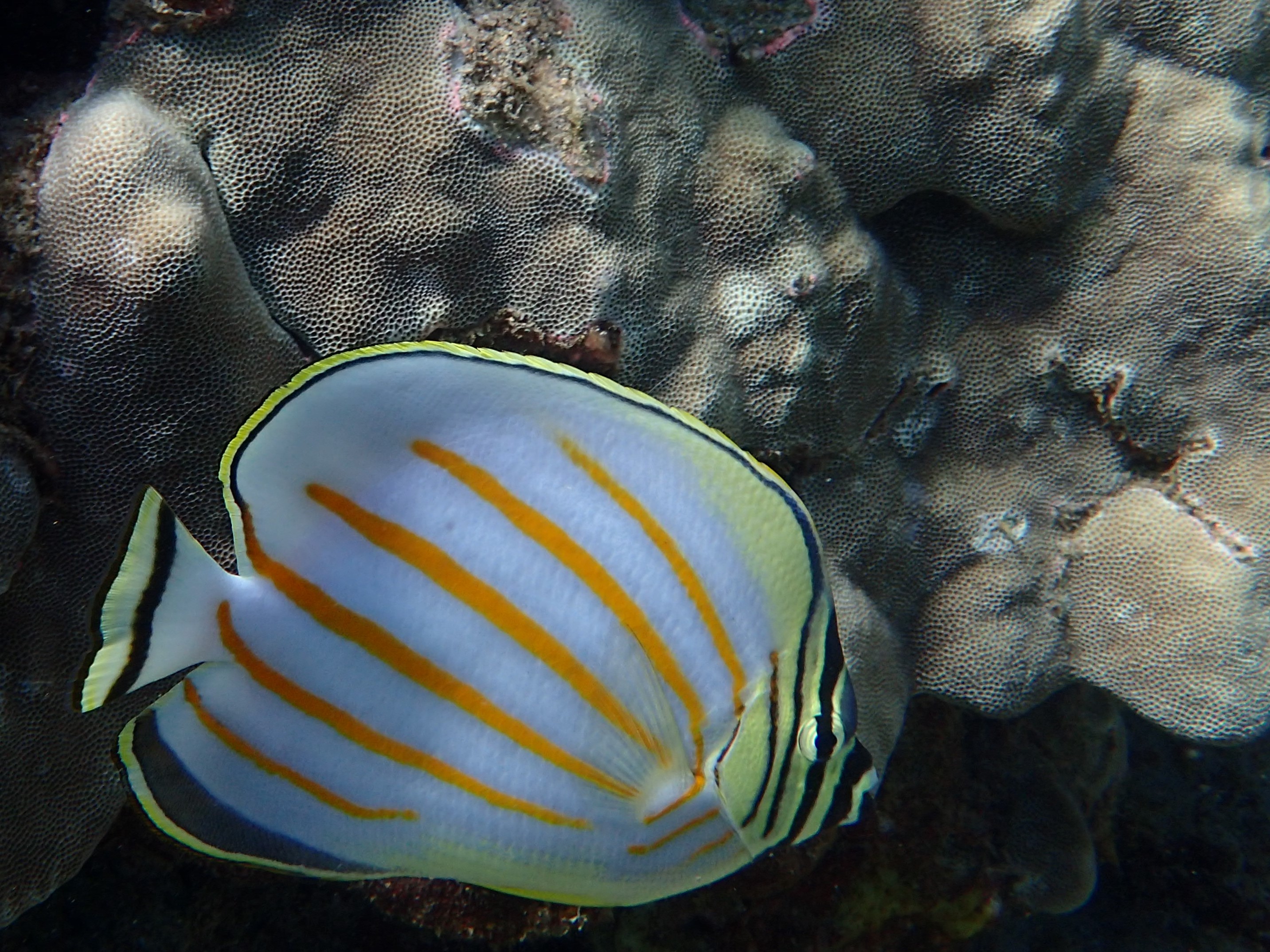 Awesome Fish Spotlight: The Ornate Butterflyfish | Reef Builders | The ...