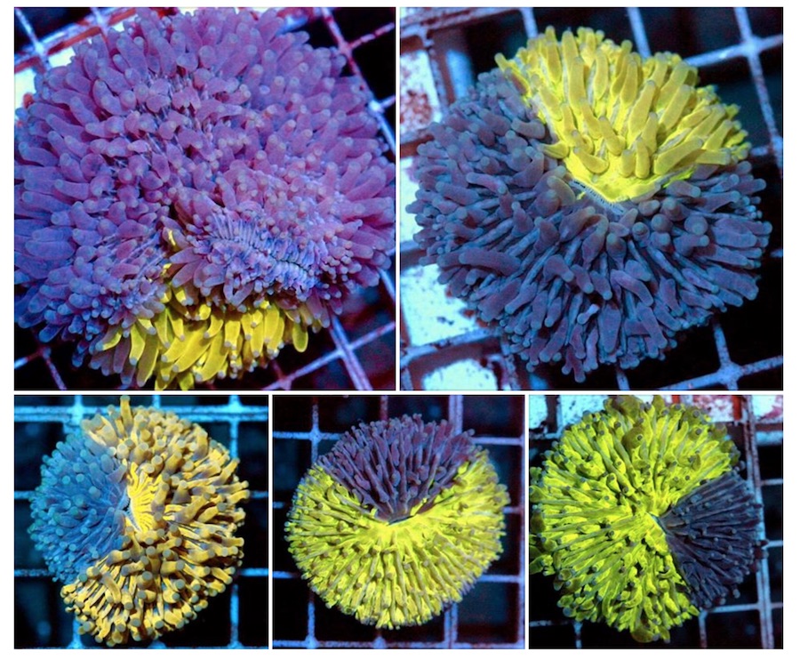 Hotspot Of Bicolored Plate Corals Has A Very Cool Explanation Reef