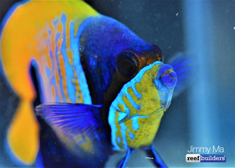 majestic-angelfish-blue-skeleton-2.jpg