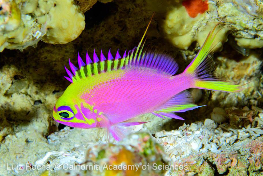 most exotic saltwater fish