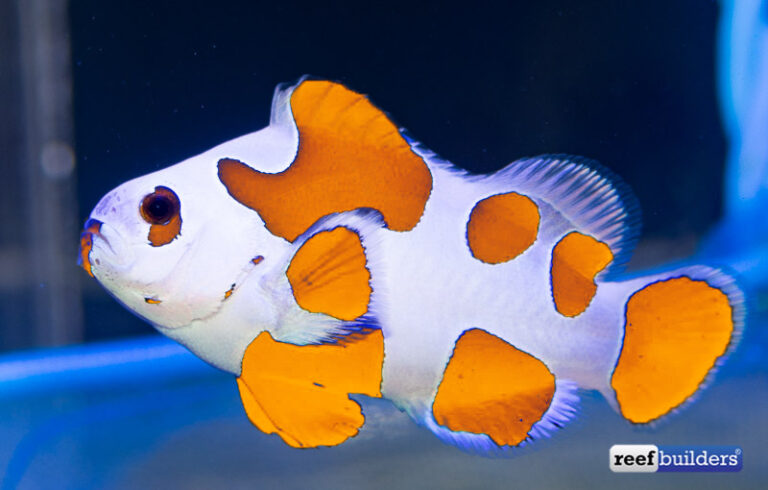 Black Storm Clownfish Coming Soon, Orange Storms Next Year! | Reef ...