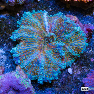 Get To Know These 3 Types Of Saltwater Shrooms | Reef Builders | The ...