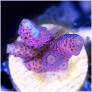 How To Do Coral Frags Right | Reef Builders | The Reef and Saltwater ...