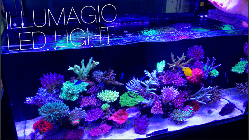 Coral store led lights