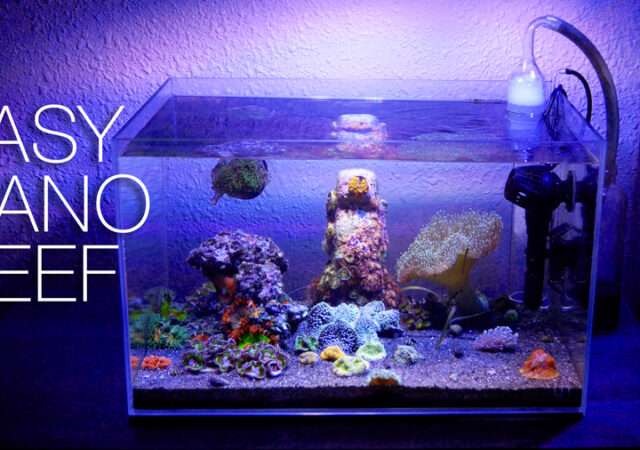 Drs. Foster smith EcoCube vs Current Solana 25 gallon nano aquariums, Reef  Builders