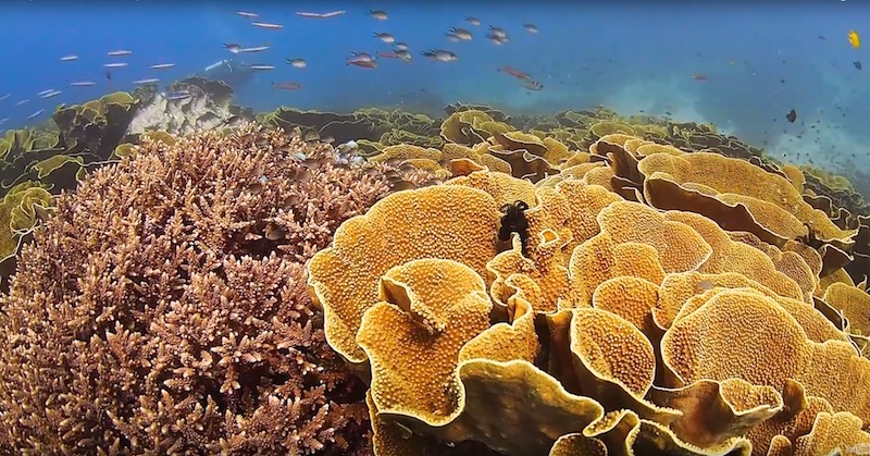 This Scroll Coral Is Bigger Than Most Fish Stores! | Reef Builders ...