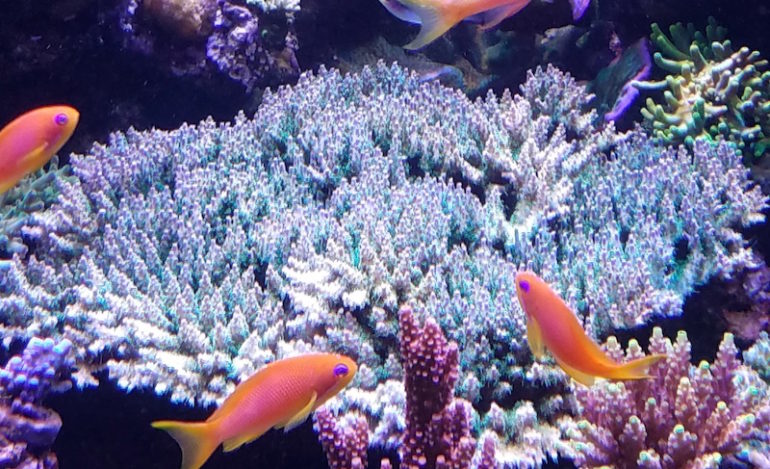Photo inspiration: Gallery Detail: Mistakes Even Experienced Hobbyists Make Reef Builders