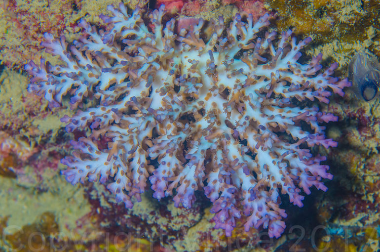 Acropora plana Is One Of The Most Beautiful Acros In The Wild | Reef ...