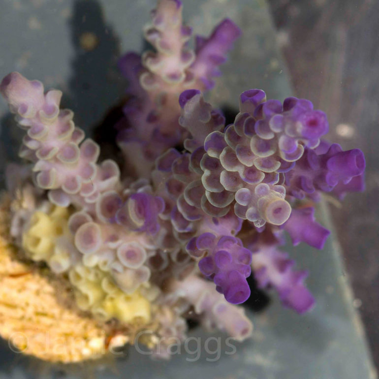 Horniman’s ‘Lab Grown’ Tenuis Acros Are The REAL Limited Edition Corals ...