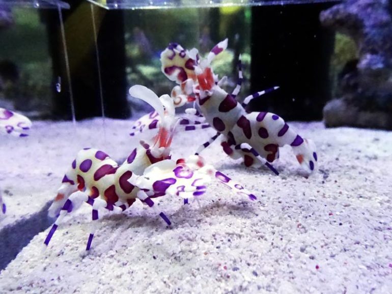 The Hawaiian Harlequin Shrimp Is The Ultimate Ornamental Invert Reef