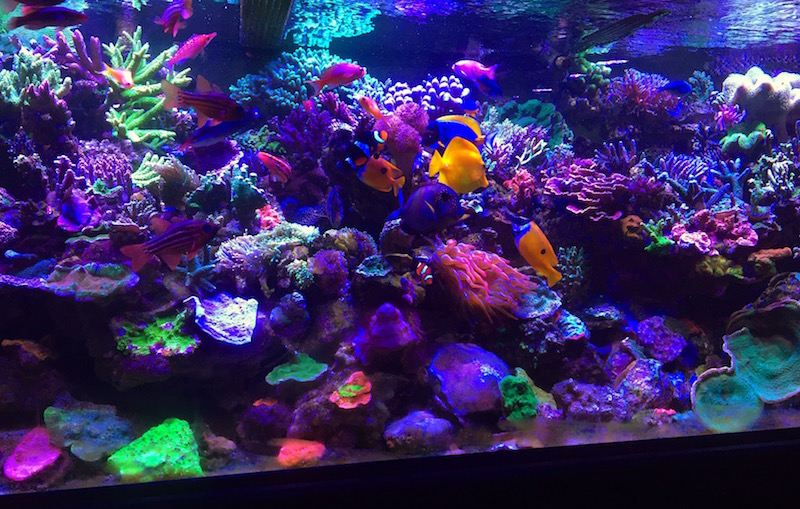 Getting Burned Out On The Hobby (And How To Avoid It) | Reef Builders ...