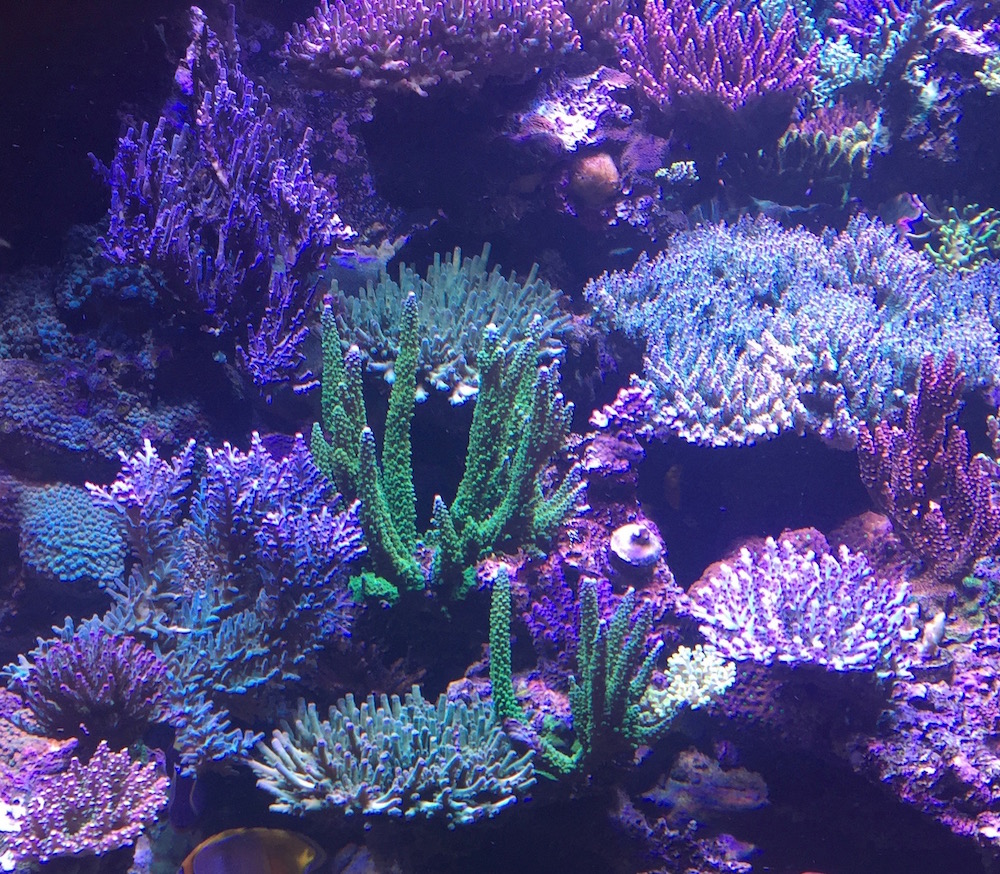 Coral Reef Algae Types