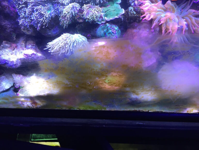 Problematic Algae And How To Manage It Reef Builders The Reef And Saltwater Aquarium Blog,Watermelon Basket Carving