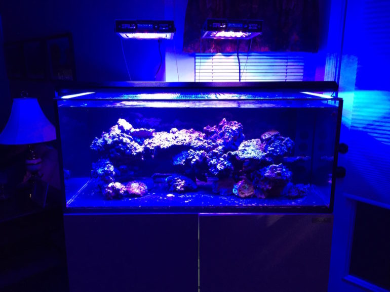 Mistakes Newbies Make | Reef Builders | The Reef and Saltwater Aquarium ...