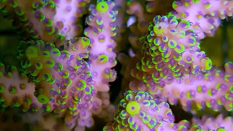 This Acropora nasuta from Corals Down Under Will Knock Your Socks Off ...