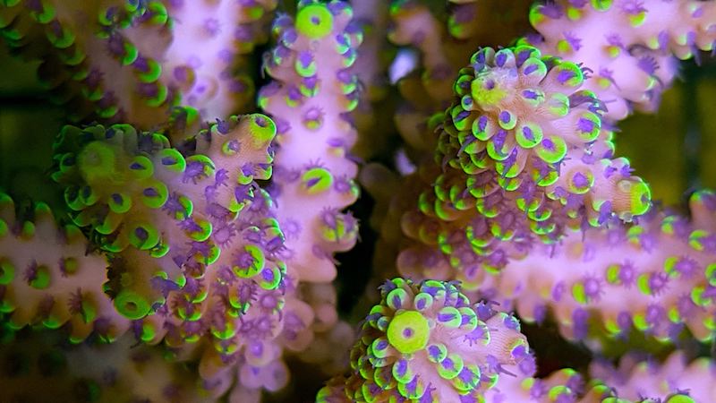 This Acropora nasuta from Corals Down Under Will Knock Your Socks Off!, Reef Builders