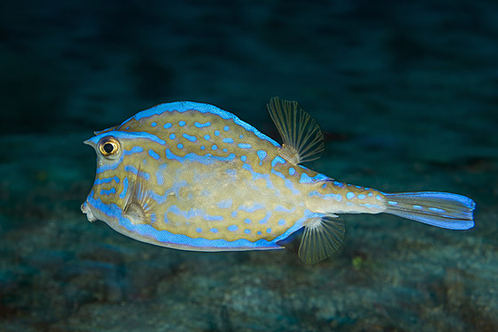 cowfish