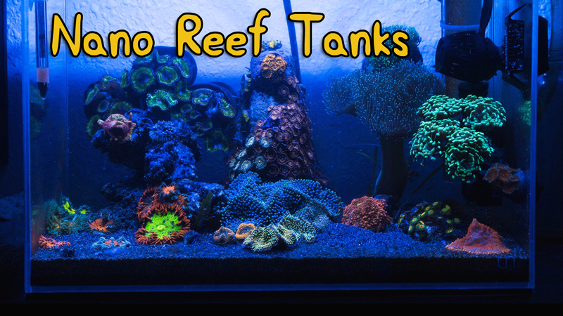 Getand ritme lineair Top 10 Reefing Gear to Make Nano Reefs Easy | Reef Builders | The Reef and Saltwater  Aquarium Blog