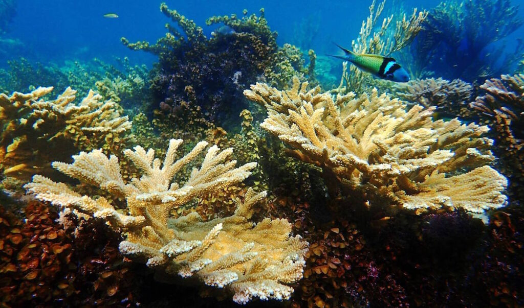 10,000 Fragments Of Coral To Be Planted In San Andrés Colombia | Reef ...