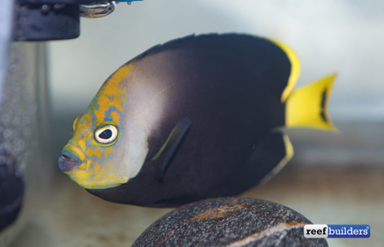 The Black Phantom Is One Of The Rarest Angelfish In The Hobby | Reef ...