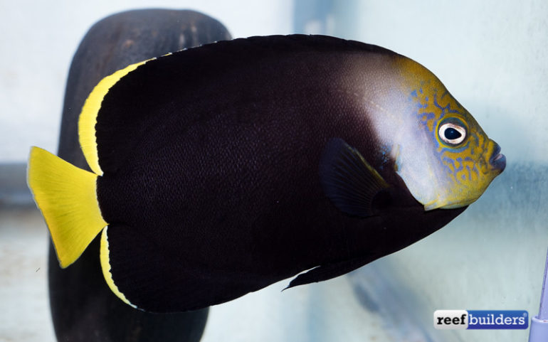 The Black Phantom Is One Of The Rarest Angelfish In The Hobby | Reef ...