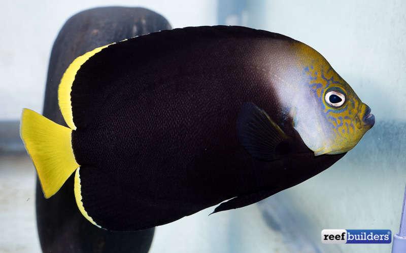 angelfish black and yellow