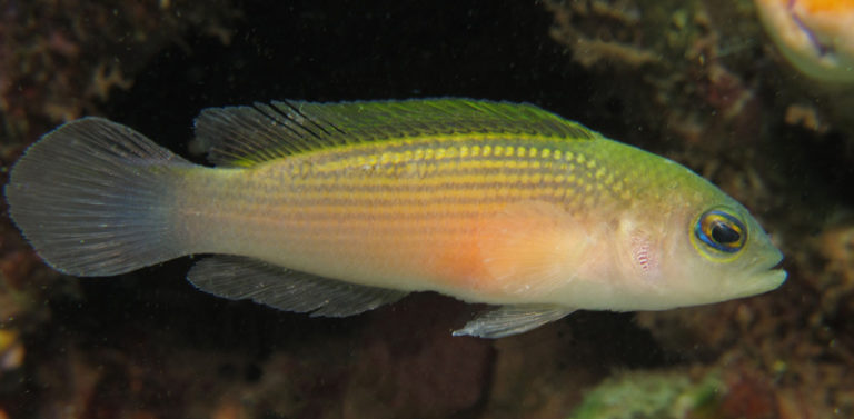 Pseudochromis stellatus, a new species of dottyback from Raja Ampat ...