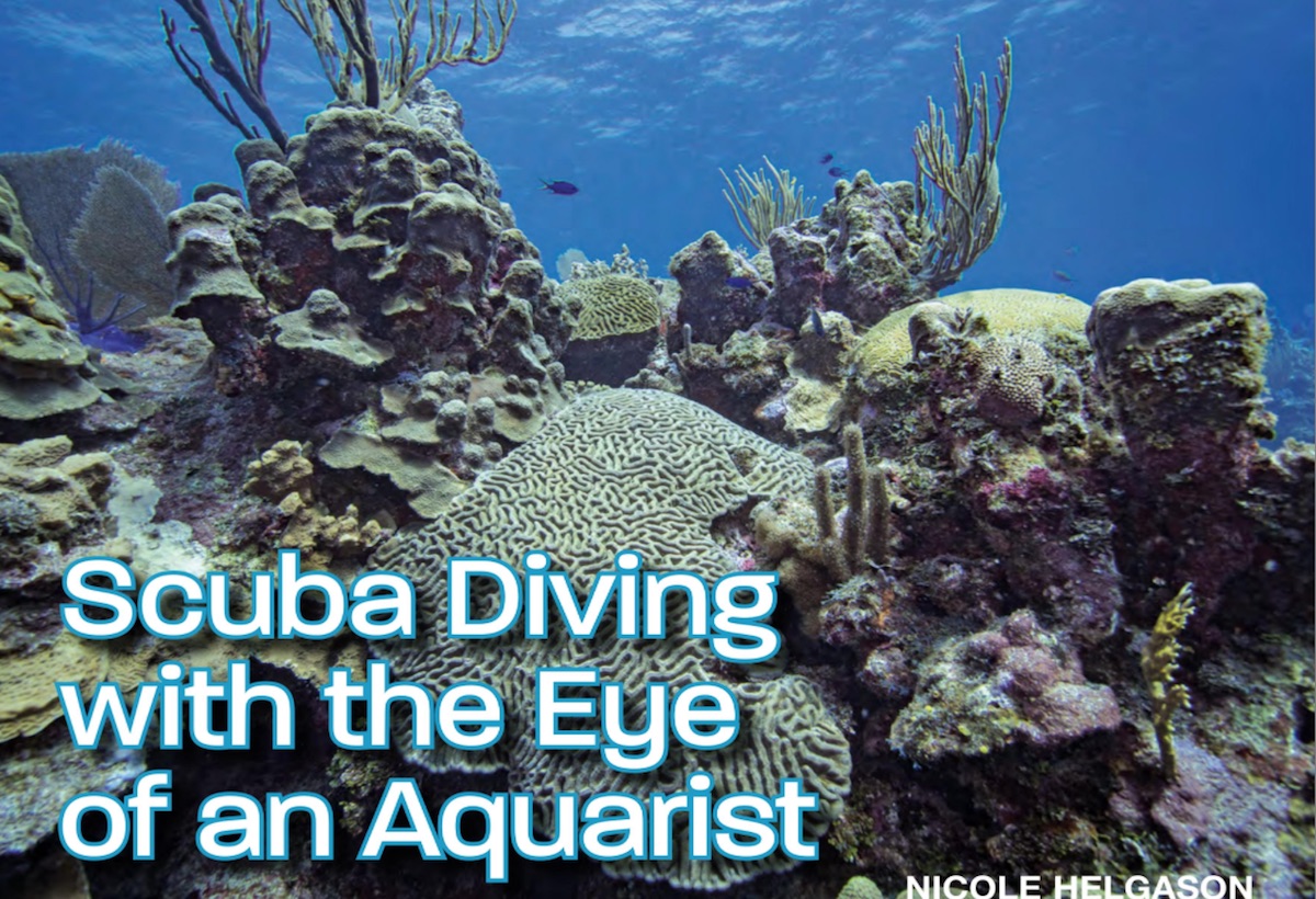Scuba Diving With the Eye Of An Aquarist - Reef Hobbyist Magazine ...
