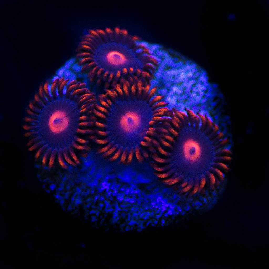 Fast Growing Corals To Quickly Fill Your Saltwater Aquarium | Reef ...