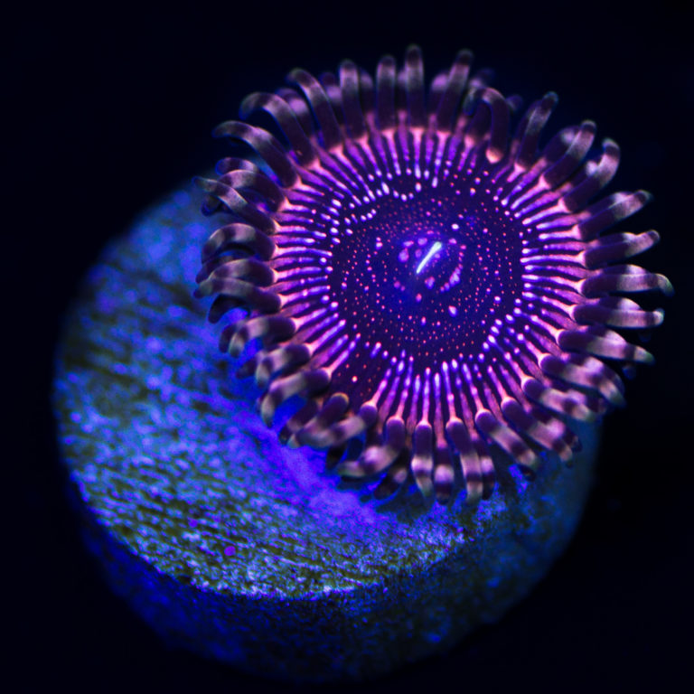 Fast Growing Corals To Quickly Fill Your Saltwater Aquarium Reef