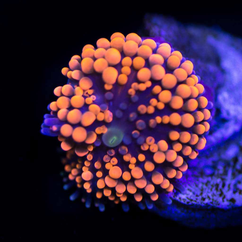 Fast Growing Corals To Quickly Fill Your Saltwater Aquarium Reef
