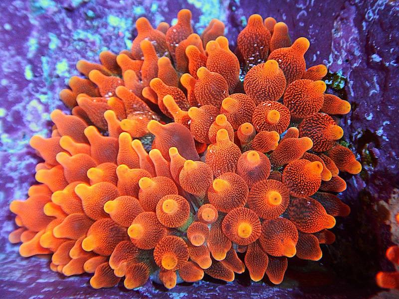 Clownfish And Rose Bubble Tip Anemone