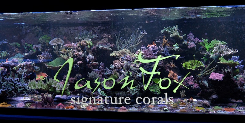 caravan Plak opnieuw selecteer First Trailer For Jason Fox Mini-Documentary Video | Reef Builders | The  Reef and Saltwater Aquarium Blog