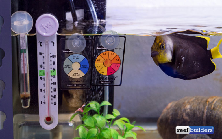 View of How To Set Up A Simple & Effective Quarantine Tank | Reef Builders ...